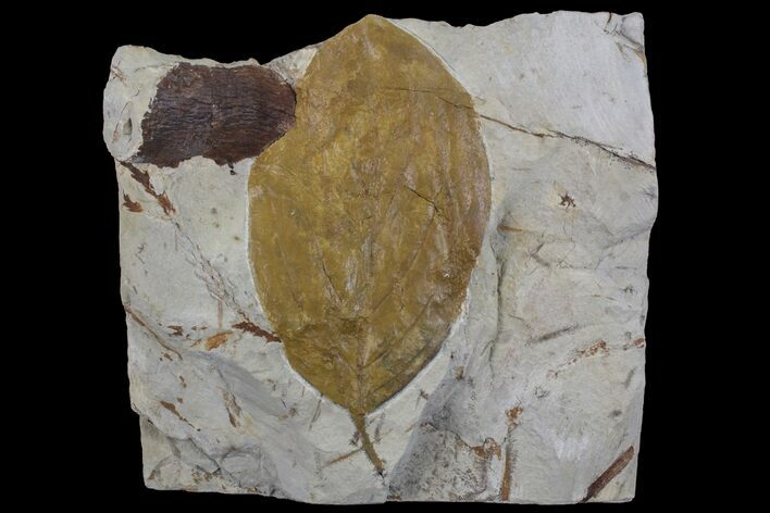 Detailed, Fossil Leaf (Beringiaphyllum) - Montana #75868